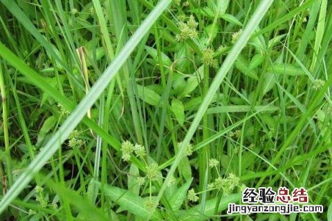 烯草酮除草剂特点 烯草酮除草剂特点什么菜上打