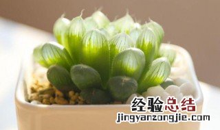 鲜奶玉露 鲜奶玉露是什么