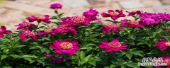 长春公园芍药花什么时候开 芍药花什么时候开