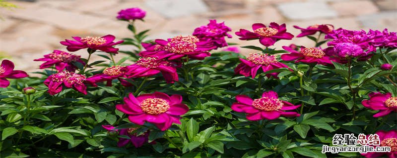 长春公园芍药花什么时候开 芍药花什么时候开