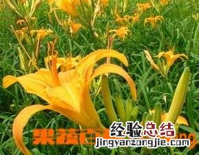新鲜黄花菜有毒吗 黄花菜有毒吗