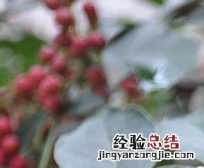 花椒的营养价值在于什么 花椒的营养价值