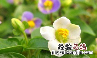 紫芳草的花语是什么 紫忧草的花语是什么