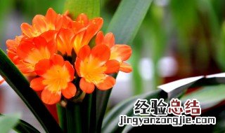 君子兰可以放客厅养吗 君子兰可以摆在室内吗