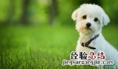 狗粪能当肥料用吗 需要注意什么