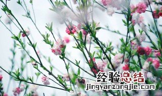 因释其来而守株中而的意思 因释其来而守株原文介绍