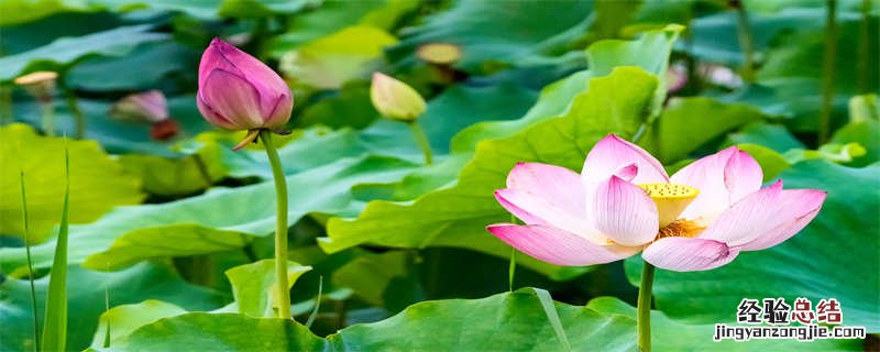 花中仙子是什么花 花中仙子是什么花?