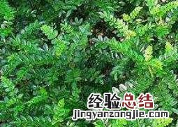 清香木的养殖方法 清香木如何养殖