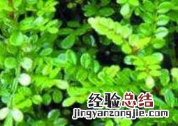 清香木的养殖方法 清香木如何养殖