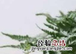 狼尾蕨如何养殖的 狼尾蕨如何养殖