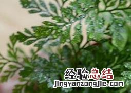 狼尾蕨如何养殖的 狼尾蕨如何养殖