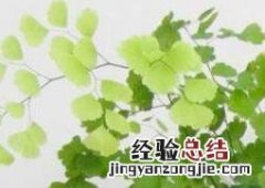 铁线蕨养殖方法视频 铁线蕨如何养殖