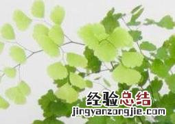 铁线蕨养殖方法视频 铁线蕨如何养殖