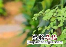 铁线蕨养殖方法视频 铁线蕨如何养殖