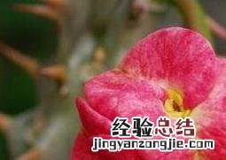 骨刺梅如何养殖 骨刺梅如何养殖和管理