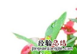 骨刺梅如何养殖 骨刺梅如何养殖和管理
