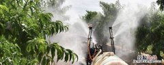 果园专用除草剂对果树有伤害么? 果园除草剂用什么不会对果树有影响