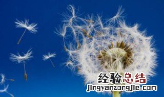 蒲公英哪些人群不宜喝 蒲公英什么人不能喝