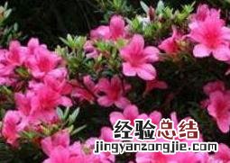小叶杜鹃怎么养殖 小叶杜鹃怎么养