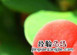 胡椒木如何养殖 胡椒木如何养殖和管理
