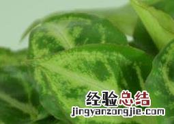 合果芋的水培植养殖方法 合果芋如何养殖