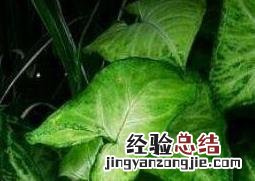 合果芋的水培植养殖方法 合果芋如何养殖