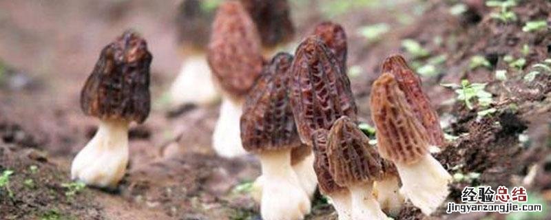 人工养殖的羊肚菌和野生的区别 羊肚菌野生和养殖的区别