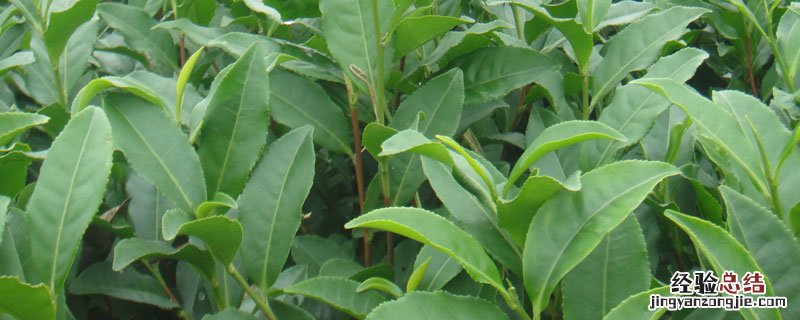 幼苗茶叶用什么除草剂 茶叶苗除草可以用什么除草剂