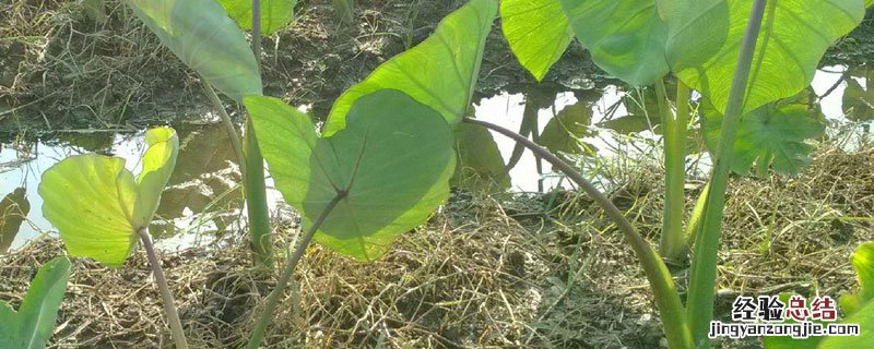 芋头田专用除草剂 芋头田可以用什么除草剂