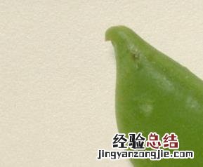 豌豆苗的营养价值和吃法 豌豆苗的吃法和功效