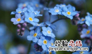 蓝色勿忘我花语图片 蓝色勿忘我花语