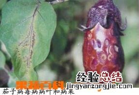 茄子病毒病的表现 茄子病毒病的表现有哪些