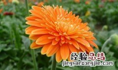 非洲菊的花语是什么? 非洲菊的花语是什么