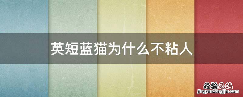 英短蓝白猫不粘人怎么办 英短蓝猫为什么不粘人