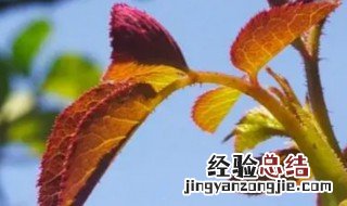 枯蔫焦黄的意思 枯蔫焦黄简单释义