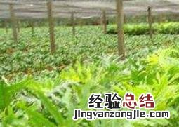 春羽如何养殖 春羽养殖方法和注意事项大全