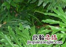 春羽如何养殖 春羽养殖方法和注意事项大全