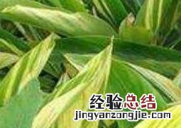 花叶姜的作用和功效 花叶良姜的功效与作用