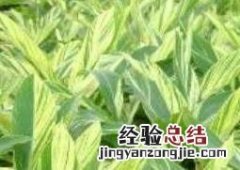 花叶姜的作用和功效 花叶良姜的功效与作用