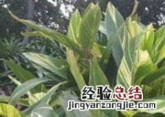 艳山姜和草豆蔻的区别 艳山姜与砂仁的区别