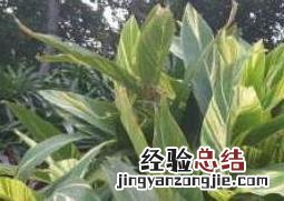 艳山姜和草豆蔻的区别 艳山姜与砂仁的区别