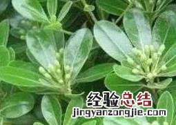 七叶莲与鸭脚木的区别 七叶莲与鸭脚木的区别在哪里