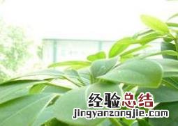 七叶莲与鸭脚木的区别 七叶莲与鸭脚木的区别在哪里