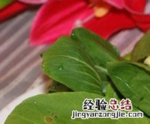 小青菜的营养价值与食用功效 小青菜的营养价值
