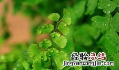 常用植物生长调节剂有哪些类型 常用植物生长调节剂有哪些