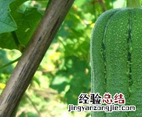 怎样栽种丝瓜,丝瓜病虫害防治方法 怎样栽种丝瓜,丝瓜病虫害防治