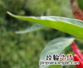 朝天椒怎么繁殖 朝天椒养殖方法