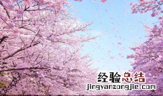 樱花的含义及象征意义 樱花的含义是什么