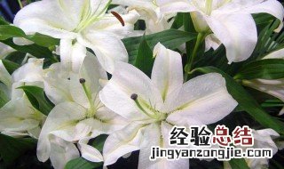 送朋友百合花送几朵好一点 送朋友百合花送几朵好