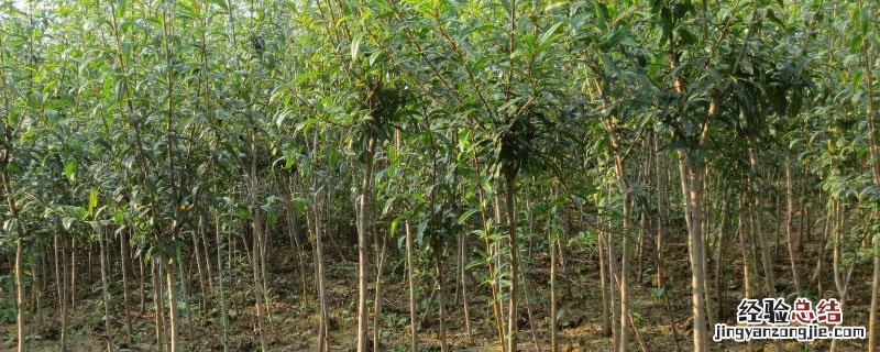 对树苗无害的除草剂 对树有害的除草剂